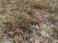 Ephedra distachya