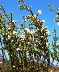 Erica capensis