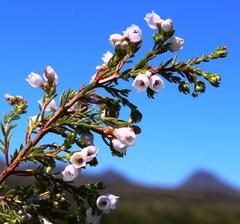 Erica capensis