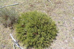 Erica capensis
