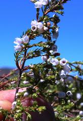 Erica capensis
