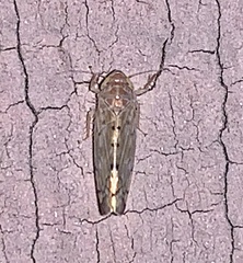 Osbornellus clarus