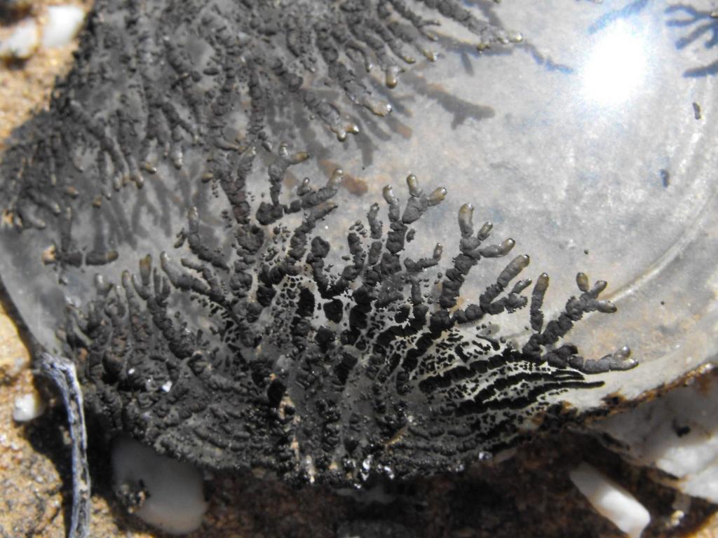 Octopus Brown Shield Lichen