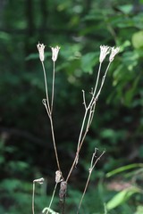 Aquilegia oxysepala