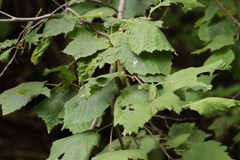 Corylus sieboldiana mandshurica