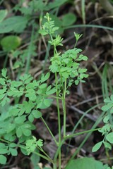 Corydalis ochotensis