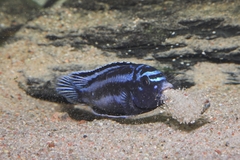 Blue Johanni Cichlid photo 2