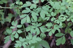 Corydalis ochotensis