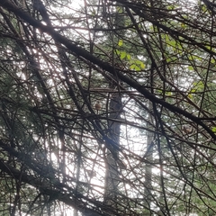 Aegithalos concinnus