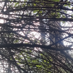 Aegithalos concinnus