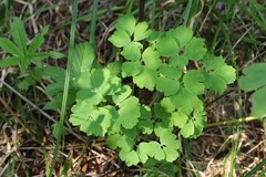 Aquilegia oxysepala