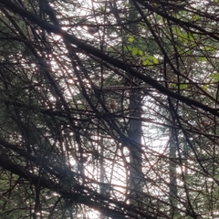 Aegithalos concinnus