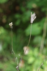 Aquilegia oxysepala