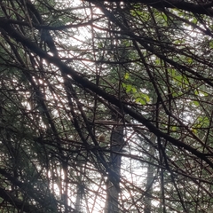 Aegithalos concinnus