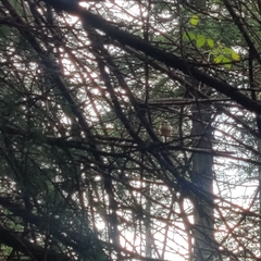 Aegithalos concinnus