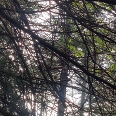 Aegithalos concinnus