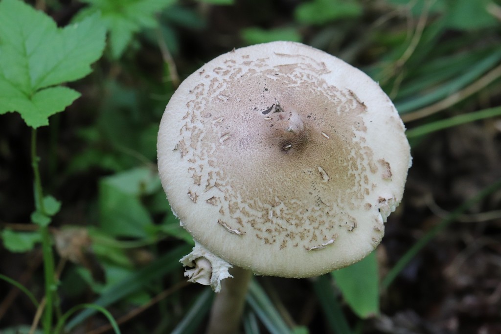 Macrolepiota mastoidea
