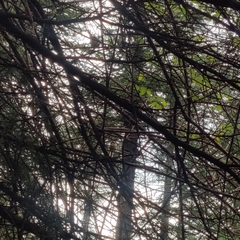 Aegithalos concinnus