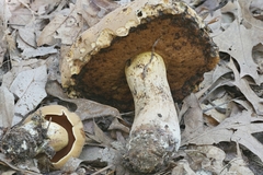 Boletus vermiculosus