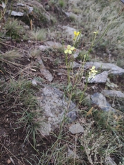 Erysimum flavum