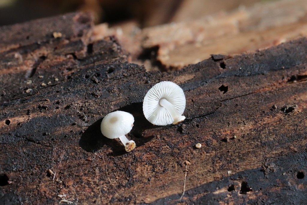 Mycena chlorophos · August 2021 · photo: © ninacourlee (iNaturalist, cc-by)