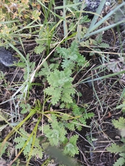 Dracocephalum pinnatum