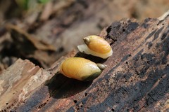 Succinea lauta
