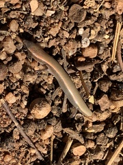 Panaspis maculicollis