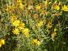 Heterotheca depressa