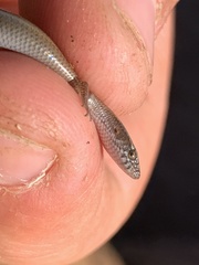 Panaspis maculicollis