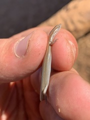 Panaspis maculicollis