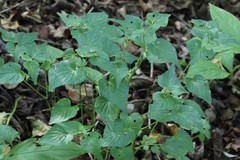 Viola acuminata