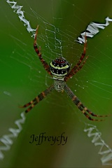 Argiope minuta