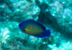 Centropyge bispinosa