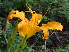 Hemerocallis citrina