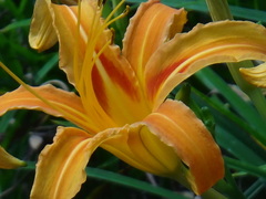 Hemerocallis citrina