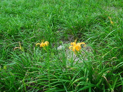 Hemerocallis citrina