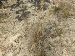 Agrostis vinealis