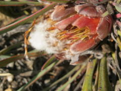 Protea vogtsiae