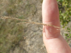 Agrostis vinealis