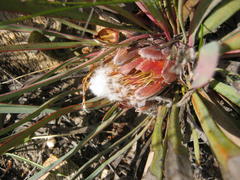 Protea vogtsiae
