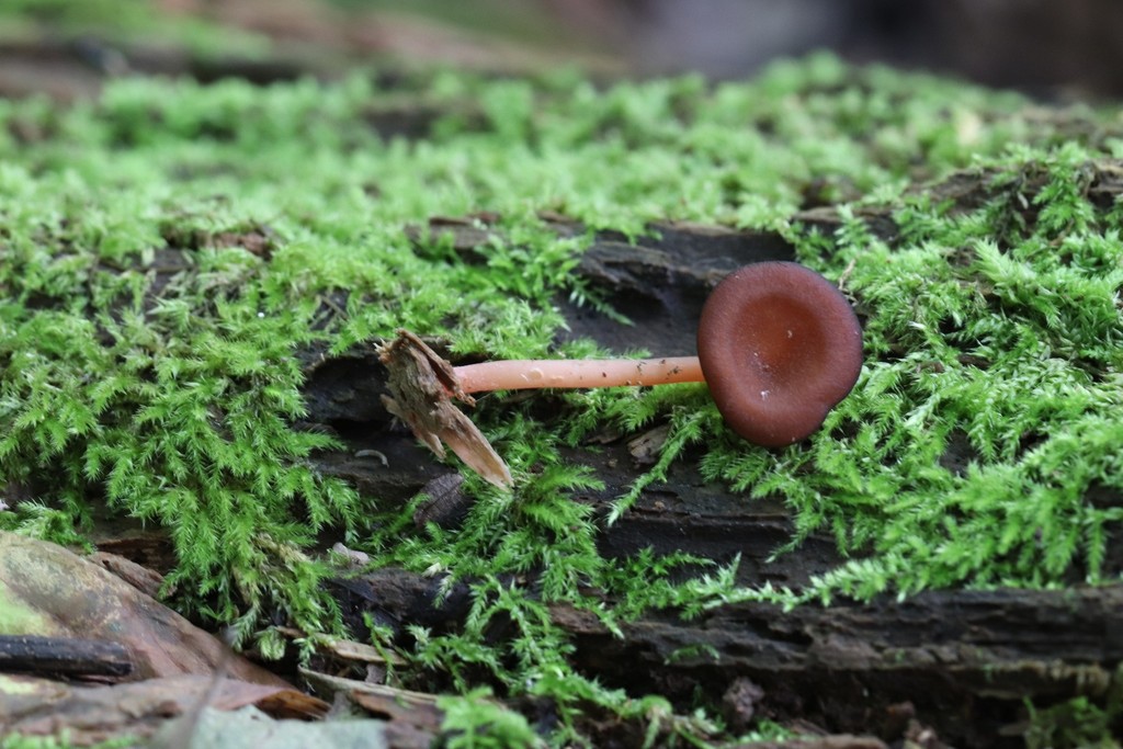 Arrhenia discorosea · August 2021 · photo: © ninacourlee (iNaturalist, cc-by)