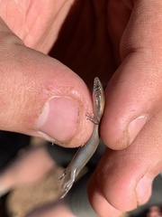 Panaspis maculicollis