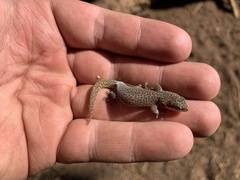 Pachydactylus punctatus