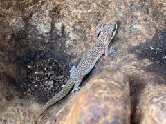 Pachydactylus punctatus