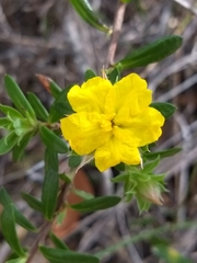 Hibbertia bracteata