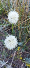 Allium stellerianum