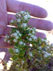 Phylica buxifolia