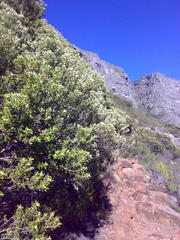 Phylica buxifolia