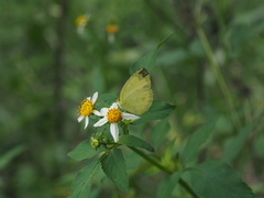 Eurema alitha